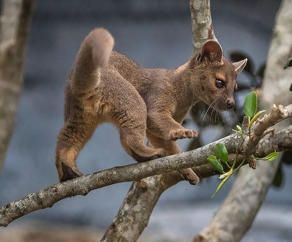 cute news tier fossa

https://ch.pinterest.com/pin/8373949295634392/