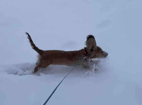 cute news tier hund

https://www.reddit.com/r/Dachshund/comments/1hw20qq/dachshund_through_the_snow/