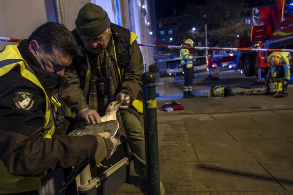Des membres du Centre Ornithologique de Readaptation (COR) examinent le goeland extrait par les pompiers du Service d'incendie et de secours (SIS) dans la croix de l'eglise Saint-Joseph aux  ...