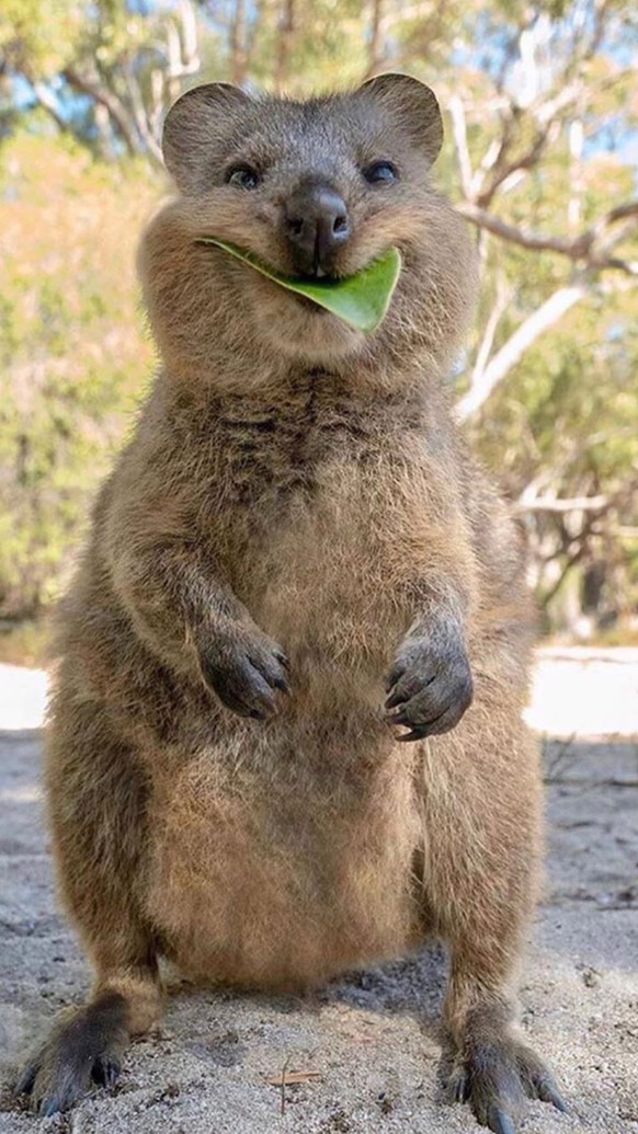 cute news tier quokka

https://ch.pinterest.com/pin/703756184266004/