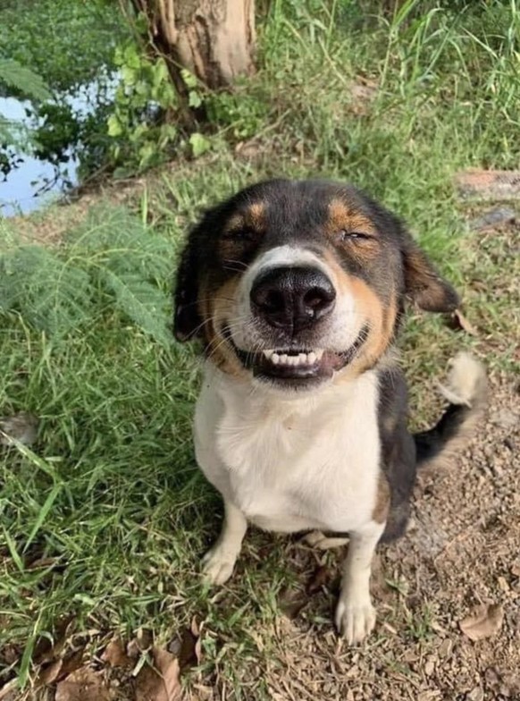 cute news tier hund

https://www.reddit.com/r/aww/comments/11yeiav/heres_a_beautiful_smile_to_start_your_day/