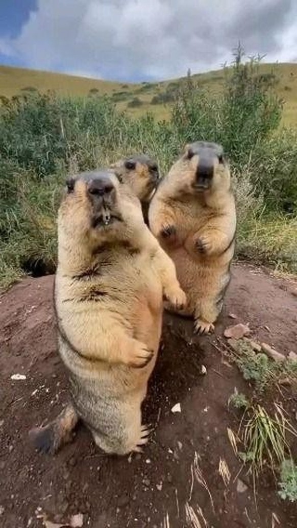 cute news tier murmeltier

https://www.reddit.com/r/Animal/comments/1ex94c2/whats_this_animal/