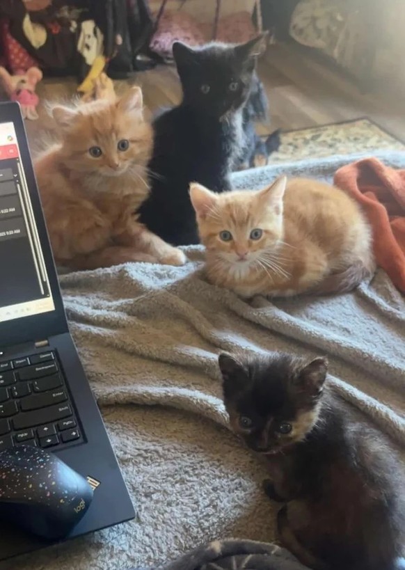 cute news tier katzen

https://www.reddit.com/r/CATHELP/comments/1m3zk35/update_epic_the_failure_to_thrive/