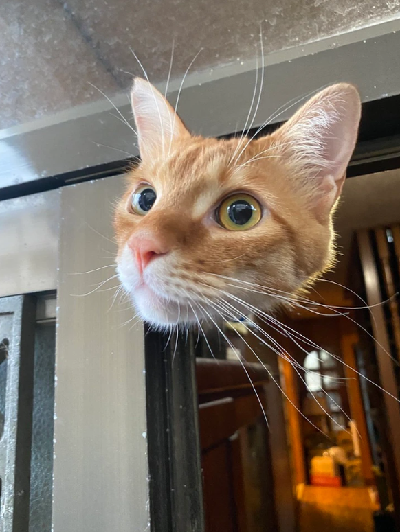 Optische Täuschung: Katze ohne Körper