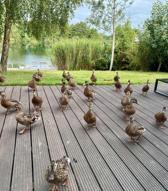 Enten
