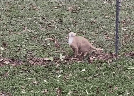 GIF animé