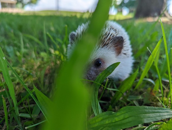 cute news tier igel

https://www.reddit.com/r/Hedgehog/comments/12j43pe/quilliam_playing_hide_and_seek/