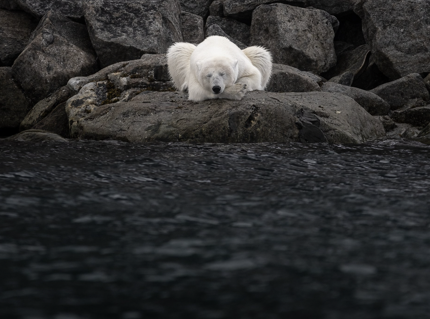 Naturbilder des Jahres, Tierbilder, World Nature Photography Awards