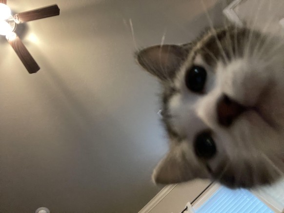 cute news tier katze

https://www.reddit.com/r/cats/comments/ywm8bx/a_girl_im_talking_to_sent_me_a_picture_of_her_cat/