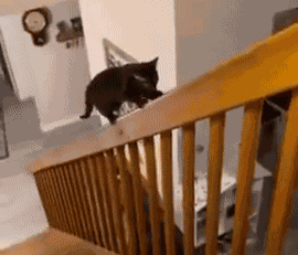 GIF animé