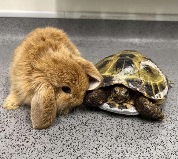 cute news animal tier hase schildkrote

https://www.reddit.com/r/AnimalsBeingBros/comments/xsev4q/we_all_need_a_friend_oc/