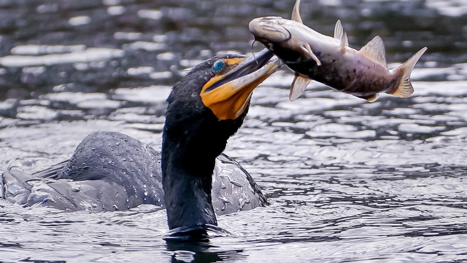 L&#039;ennemi des pêcheurs: les cantons veulent en finir avec le cormoran