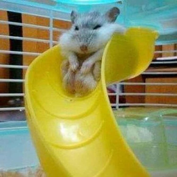 cute news tier hamster

https://imgur.com/t/aww/9fBiiP2