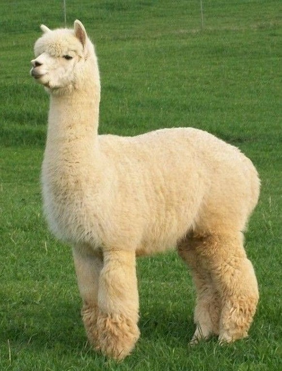 cute news tier alpaka

https://ch.pinterest.com/pin/422281203649319/