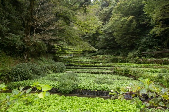 Wasabi - frisch, oder aus der Tube, oder in der Farm
