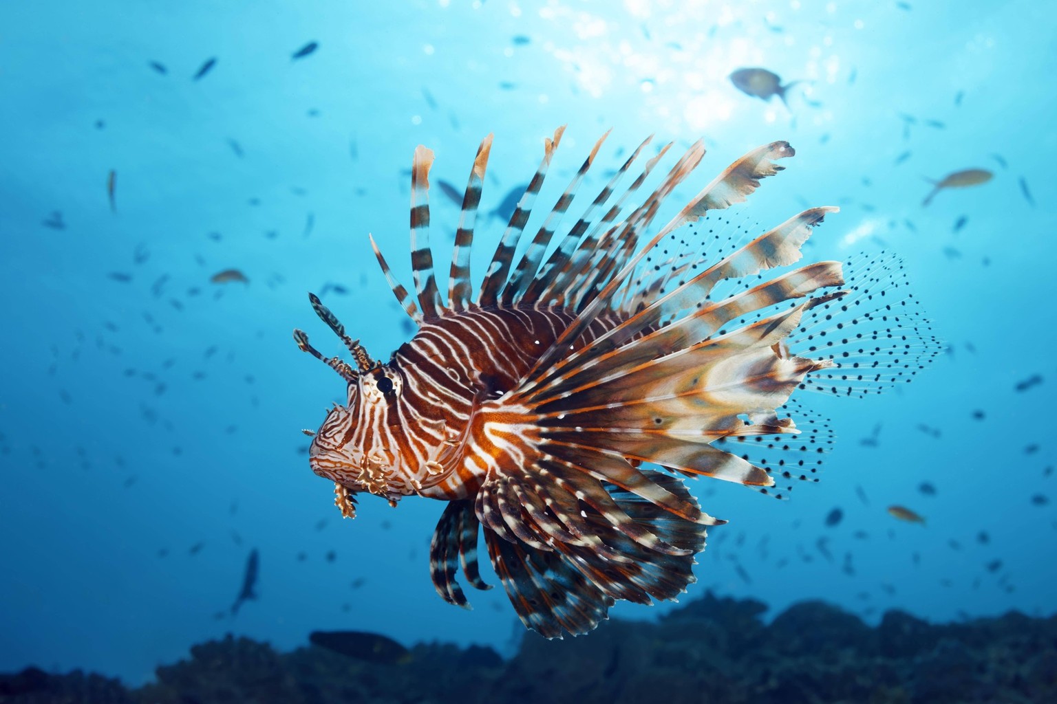 Pazifischer Rotfeuerfisch Pterois volitans schwimmt über Korallenriff im Gegenlicht der Sonne, Großes Barriereriff, Unesco Weltnaturerbe, Pazifik, Australien, Ozeanien *** Pacific lionfish Pterois vol ...
