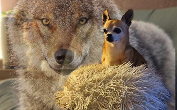 La plupart des chiens ont de l&#039;ADN de loup, même les chihuahuas.