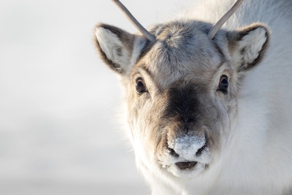 Wild Reindeer, Rangifer tarandus platyrhynchus, with small antlers. Head portrait. Curious animal. Svalbard, Norway. Svalbard reindeer. Wildlife scene from nature, Winter landscape with reindeer.