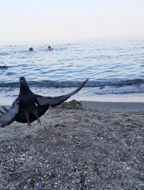 cute news tier vogel taube

https://www.reddit.com/r/FunnyAnimals/comments/1e59khj/he_clearly_wanted_to_get_into_the_frame/