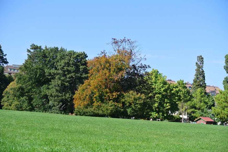 A Genève, quelqu&#039;un s&#039;amuse à planter des arbres en secret