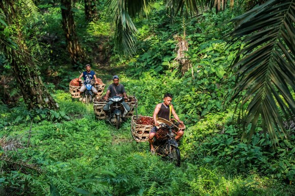 epa09909713 Workers carry freshly harvested palm fruits on their motorbikes at a palm oil plantation in Deli Serdang, North Sumatra, Indonesia, 26 April 2022. Indonesia has announced plans to ban palm ...