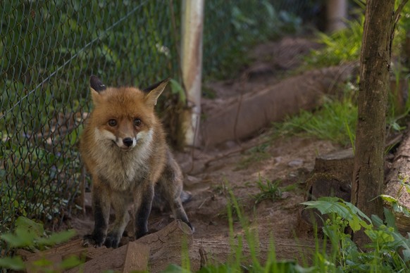 Germany, Ma�weiler | 2018 05 07 | Fox Sir Henri at TIERART in Ma�weiler, Germany.