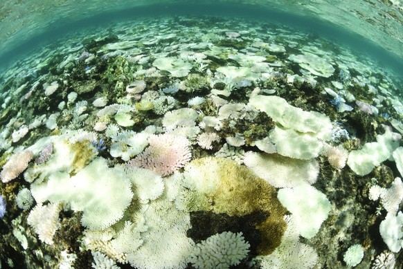 Le blanchissement des coraux est en hausse depuis les années 1980.
