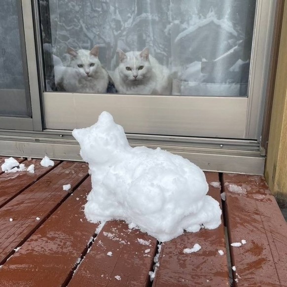 cute news tier katzen

https://www.instagram.com/p/DB9djEozxKP/?img_index=1