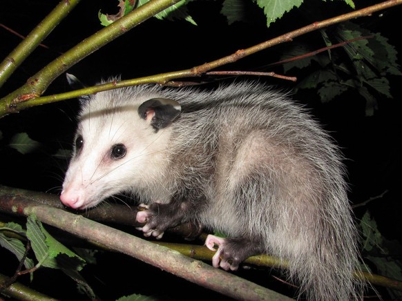 cute news animal tier possum

https://imgur.com/t/animals/96inJC7