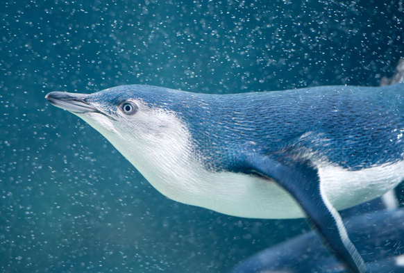 cute news tier zwergpinguin
https://www.reddit.com/r/Awwducational/comments/1087vtp/the_little_penguin_also_known_as_the_blue_penguin/