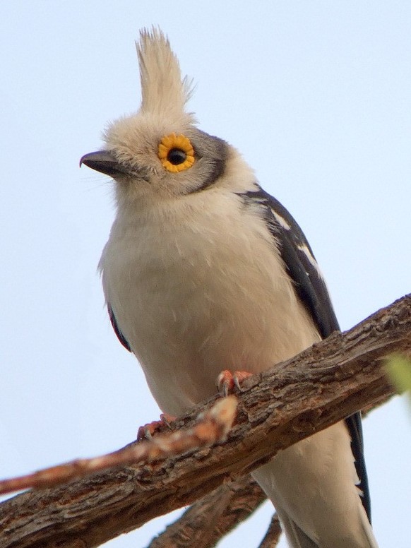 cute news tier vogel Weissschopf-Brillenvanga