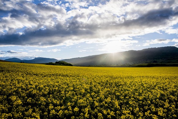 Une vue sur un camp de colza le jeudi 13 mai 2021 près de Grandson.