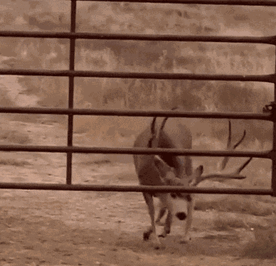 GIF animé