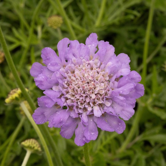 Taubenskabiose (Scabisosa columbaria)