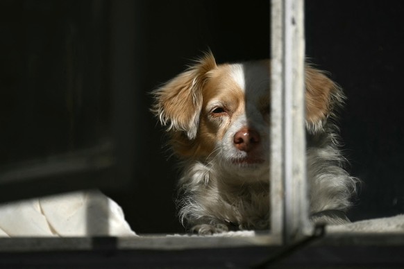 Abby, la chienne de Jeff Ridgway.