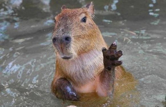 cute news tier capybara

https://www.reddit.com/r/capybara/comments/1fu9b4x/capybara_saying_hi/