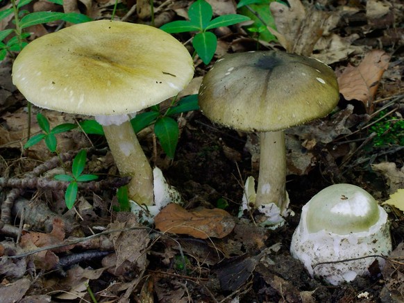 Amanites phalloïdes