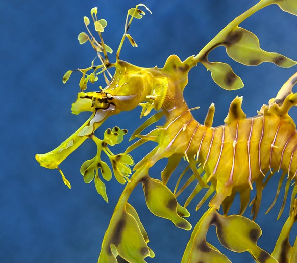 Sea dragon, Leafy sea dragon close up