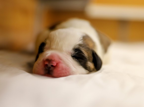 Huit petits saint-bernard sont nés le 11 août à Martigny (VS)
