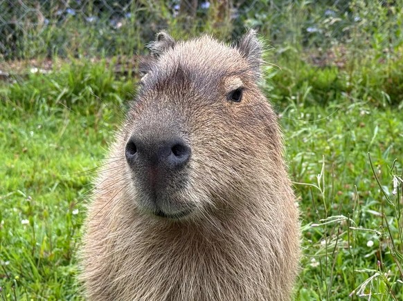 cute news tier capybara

https://www.reddit.com/r/capybara/comments/1m14yhi/met_a_capybara_yesterday/