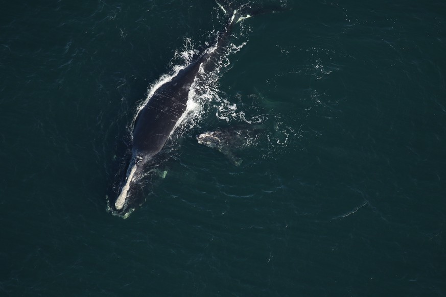 This photo provided by the Florida Fish and Wildlife Conservation Commission shows a baby whale that is been injured near St. Augustine, Fla., Saturday, Feb. 13, 2021. The plight of endangered right w ...