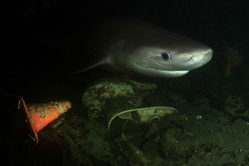 Ocean Photographer of the Year 2025