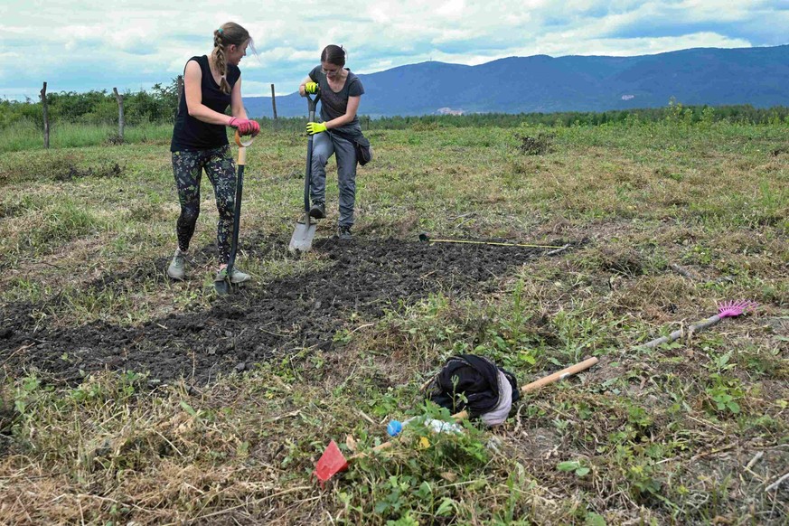 Des scientifiques de l'université UJEP préparent ici un champ destiné à la culture de miscanthus le 1er juin 2026, sur le site d'une ancienne mine de lignite près de la ville de Most, dans l ...