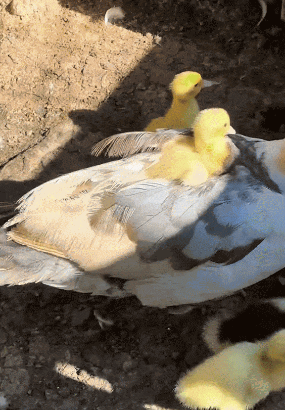 GIF animé