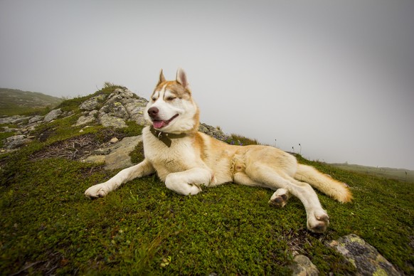 © FOUR PAWS
Husky Teodor à la montagne