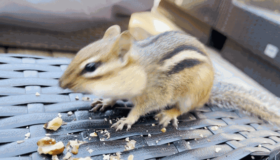 GIF animé