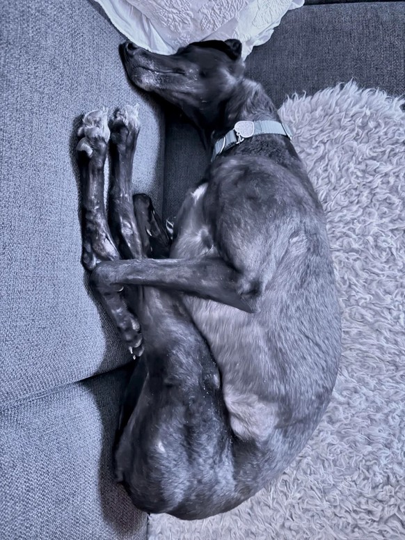 cute news tier hund

https://www.reddit.com/r/Galgos/comments/1r5p8f7/show_me_pictures_of_most_weird_way_to_sleep/