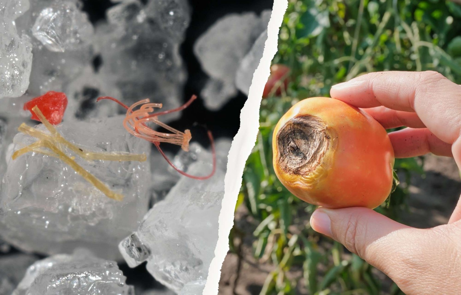Les microplastiques, comme ici dans du sel de table, sont mal étudiés et très hétérogènes. Ce sont surtout les perturbateurs endocriniens qu&#039;ils contiennent qui poseraient problème. Les toxines n ...