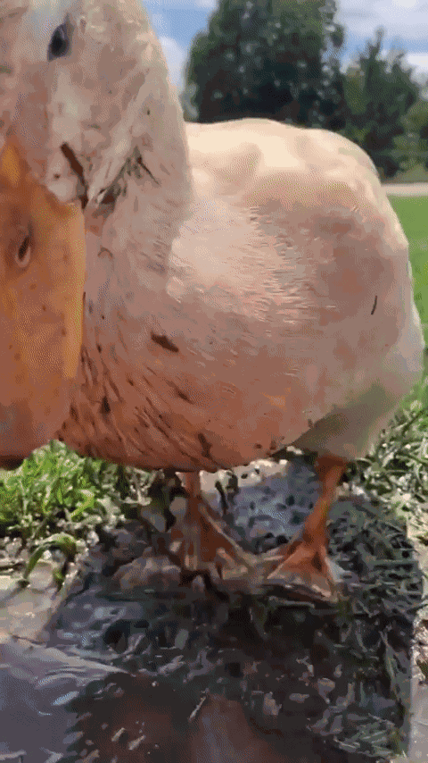 GIF animé
