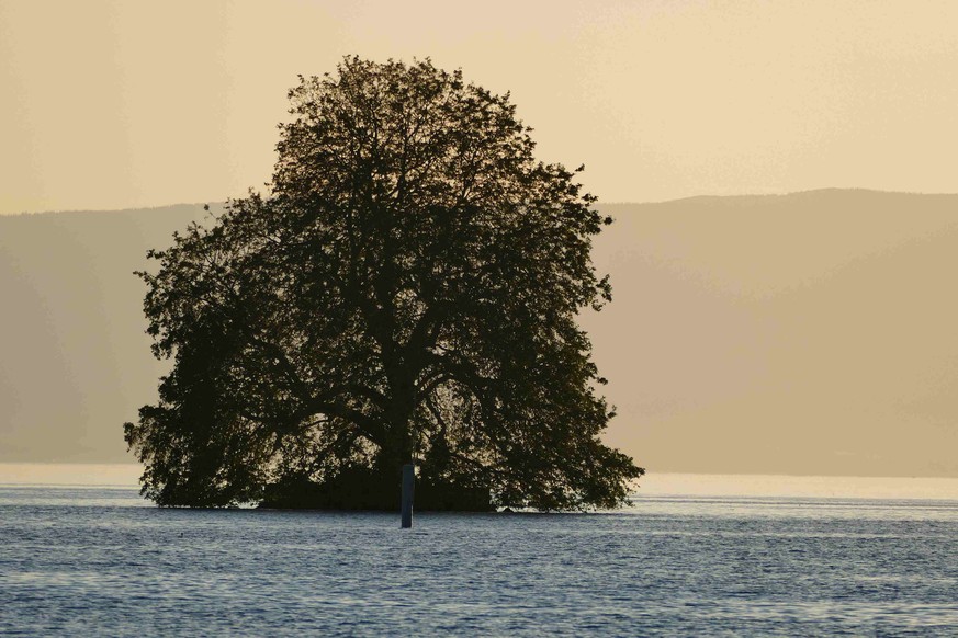 Le platane de l'ile de Peilz.